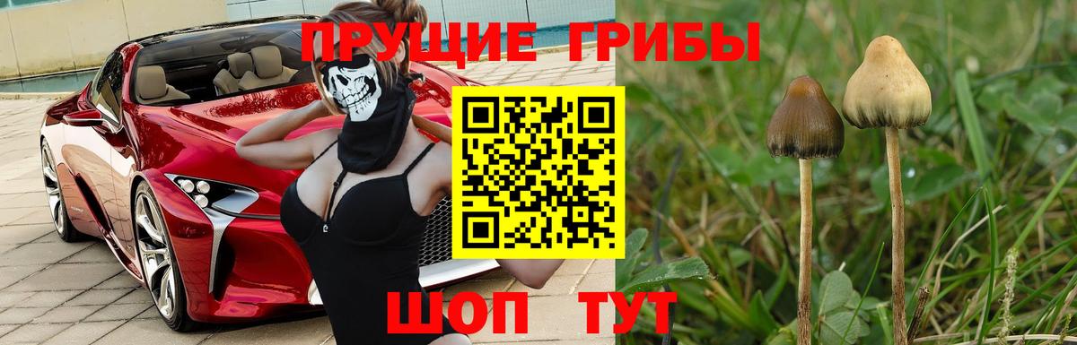 цена   Псилоцибиновые грибы MAGIC MUSHROOMS  Майкоп  Вход с VPN  Псилоцибиновые грибы ЛСД 